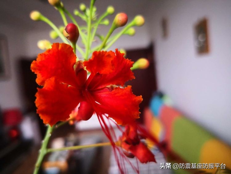 从发芽到开花的乐趣,从种子到果实成熟的感悟