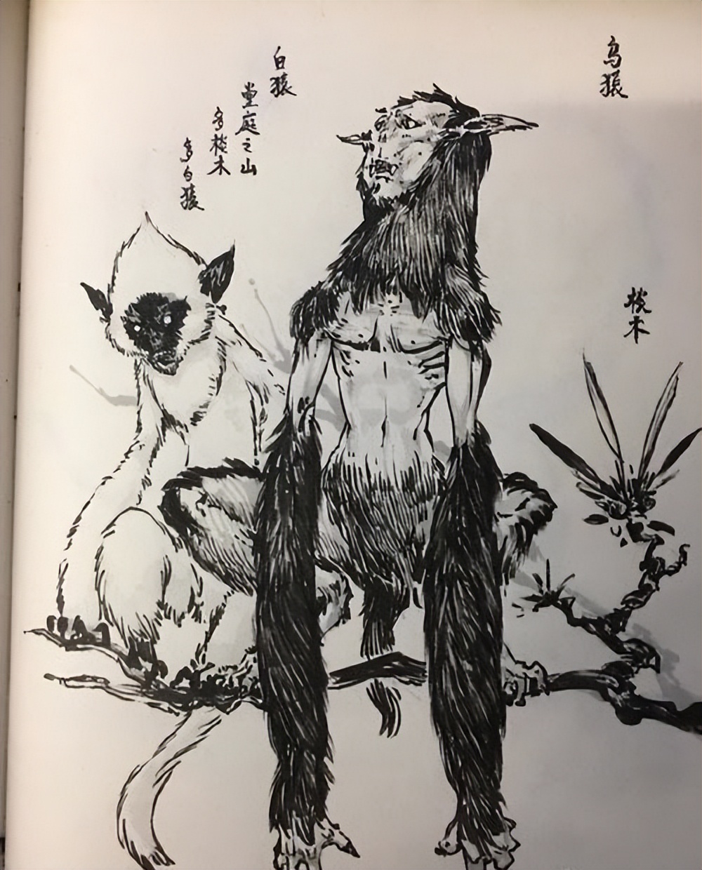 国人害怕的老猫猴子，居然是从非洲来的？黑毛白脸的怪物是什么？