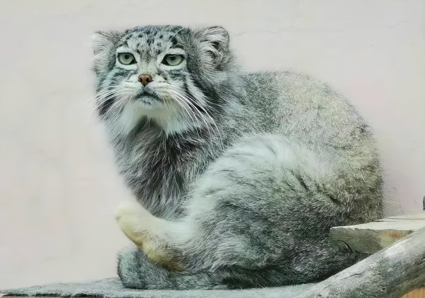 网红兔狲是不是最后一只了,网红兔狲去世消息