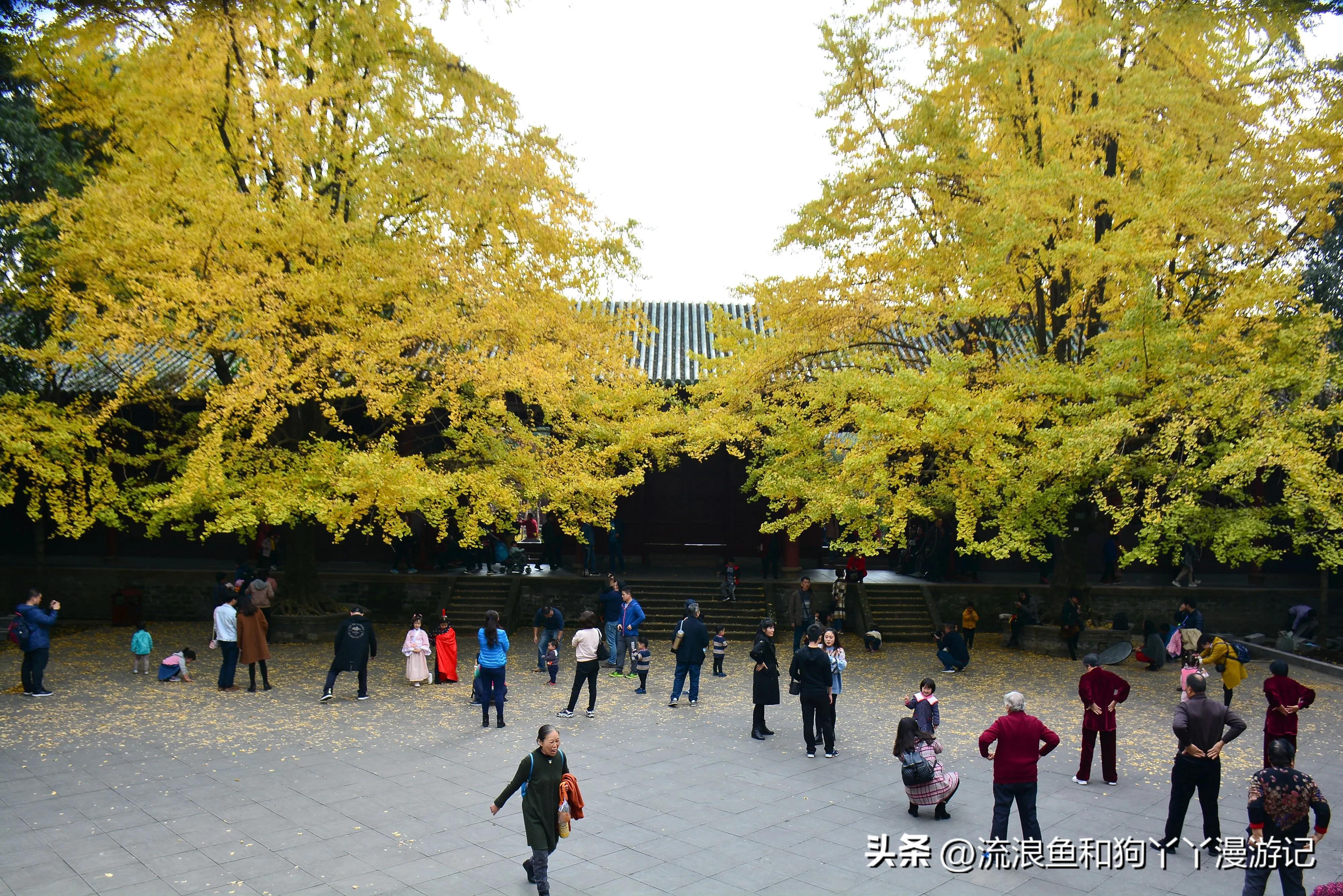 四月份成都近郊一日游好去处,2022成都近郊看雪一日游最佳去处