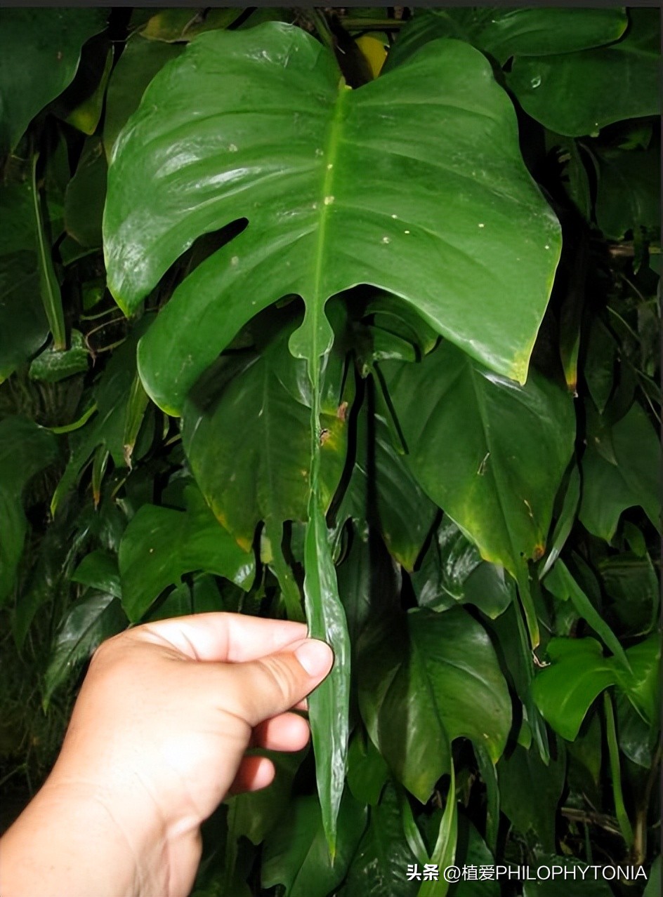 麒麟尾的猫咪是什么样的品种,麒麟尾花卉品种