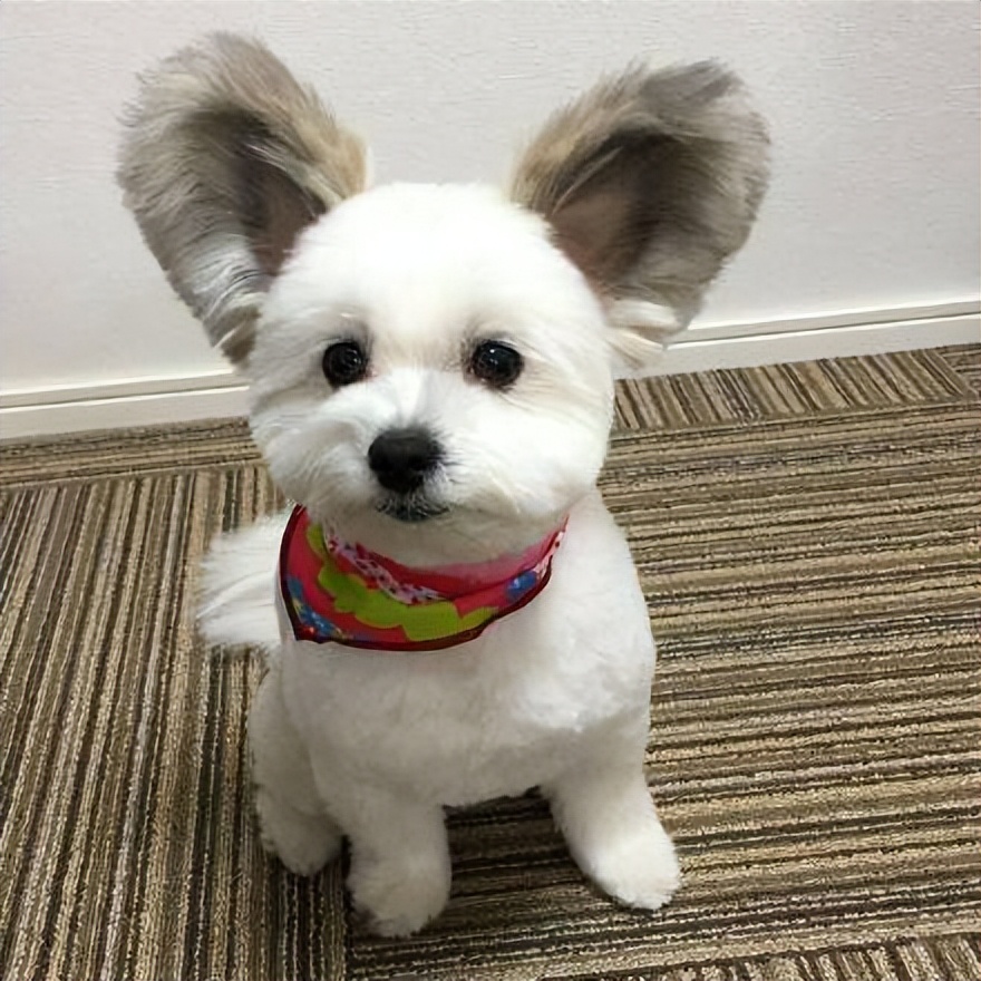 养什么颜色的狗才能带来好运,天生凶相的狗有哪些特征