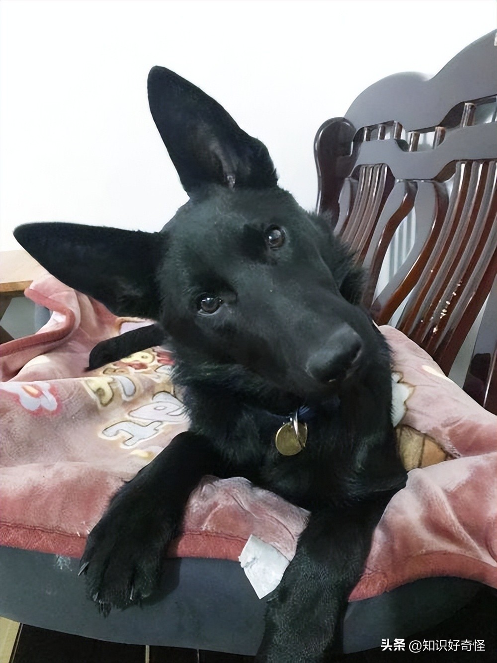 全球最贵的五种黑化动物,世界上最昂贵的六种黑化的动物