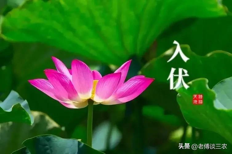 农谚说夏至三庚才入伏冬至才数九,农谚说入伏下雨好不好