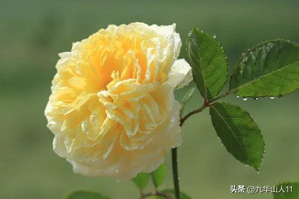 最耐寒的藤本月季哪个品种好 (藤本月季及主要品种详细介绍图解)