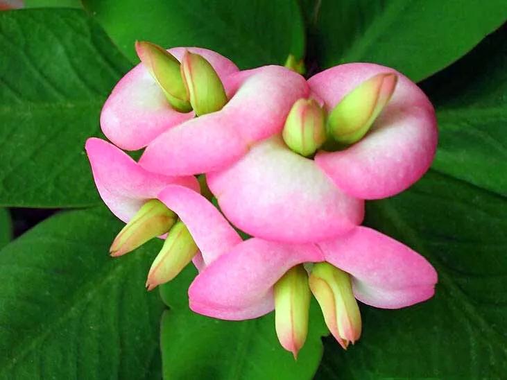 虎刺梅开花像海棠一样红,虎刺红梅花