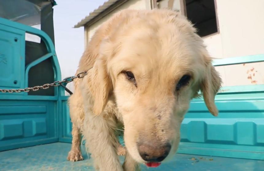 一只怀孕金毛被买狗肉店,得腹水的狗被卖狗肉得救后续