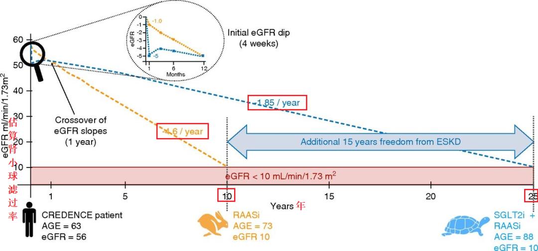 延缓尿毒症需要一直吃药吗,现在有没有新药来延缓肾衰