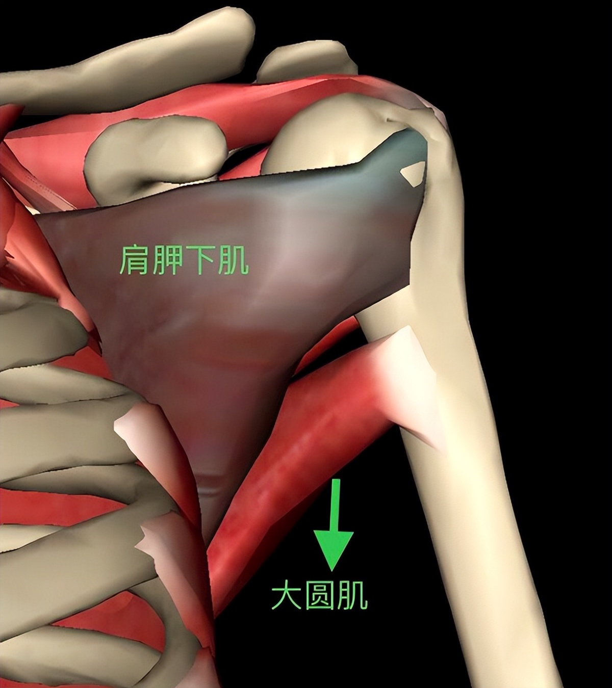 肱骨近端骨折属于几级伤残,肱骨近端骨折康复训练技巧