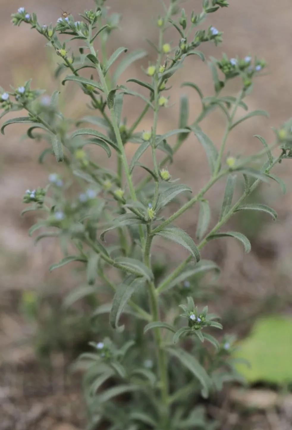 容易混淆的蔬菜,容易被混淆的蔬菜有哪些