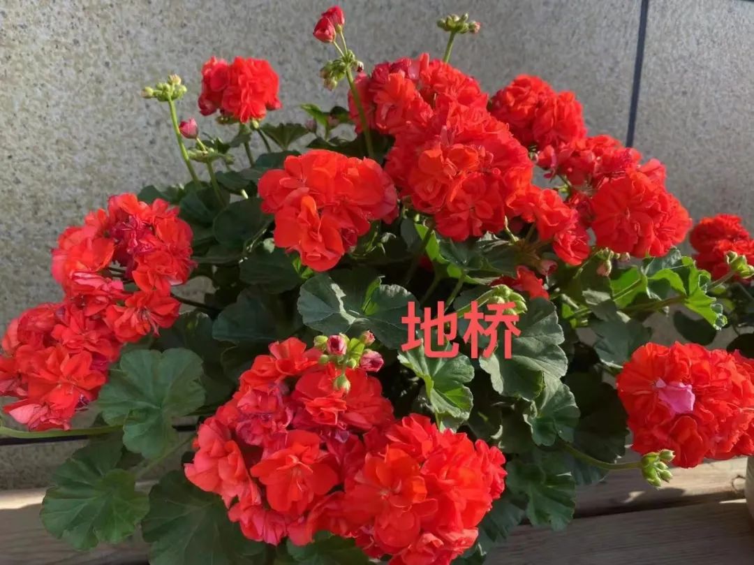 入门天竺葵的扦插方法图解,天竺葵扦插跟绣球扦插方法一样吗