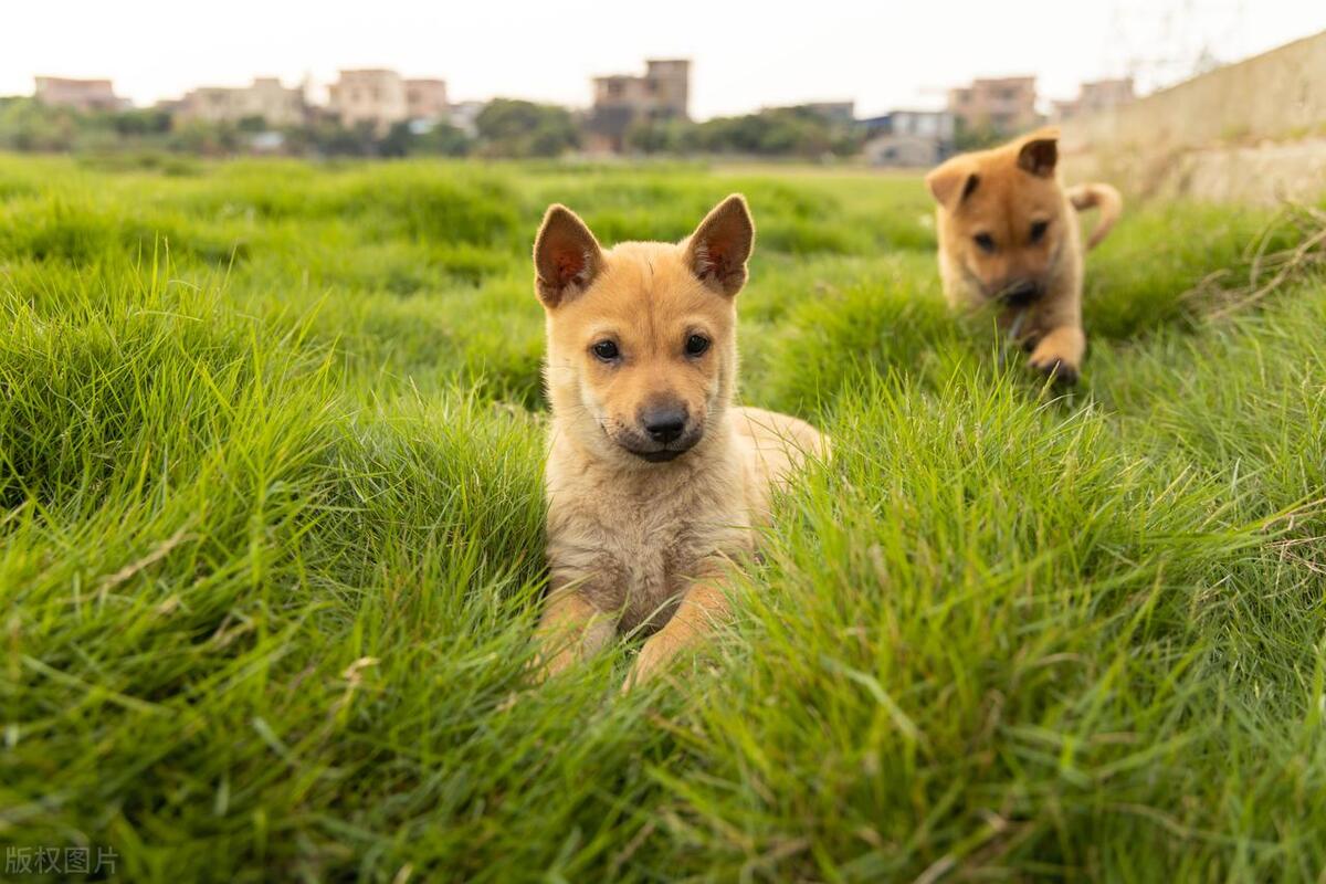 本地土狗哪些品种比较过大众一点,中国土狗都有哪些