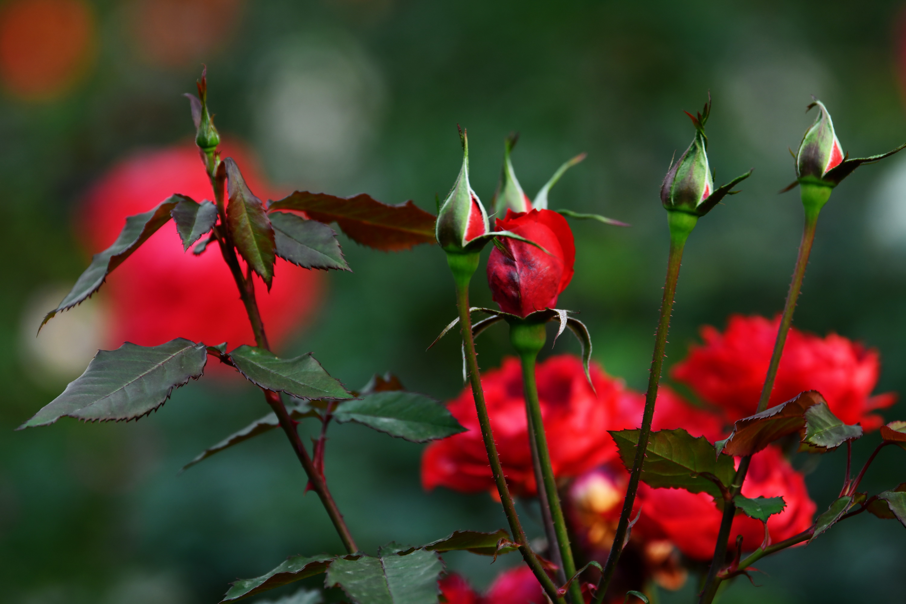 广州市番禺区宝墨园攻略,广州宝墨园景观