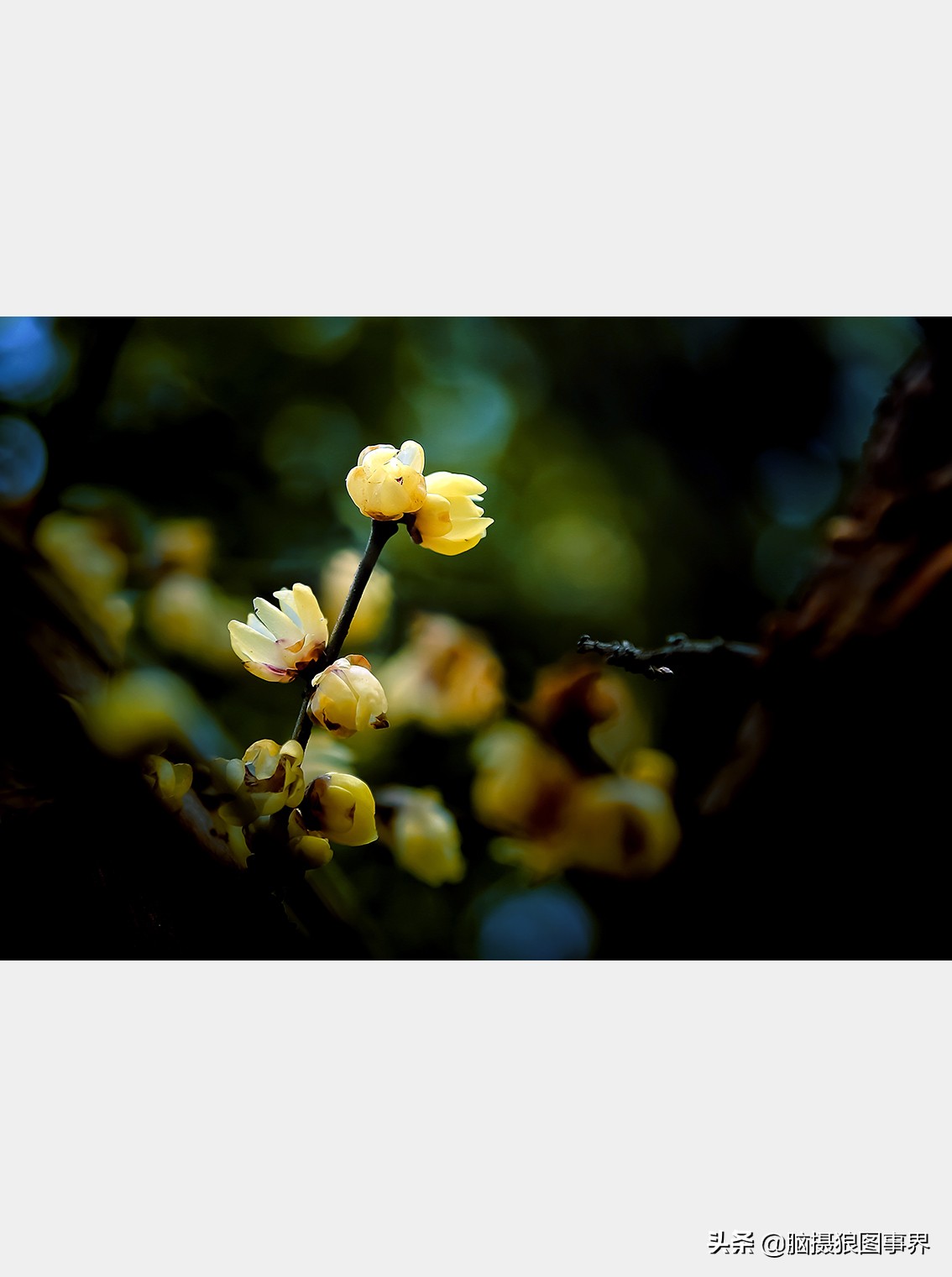 腊梅花特写怎么拍照好看,拍一枝腊梅花怎么拍出高级感