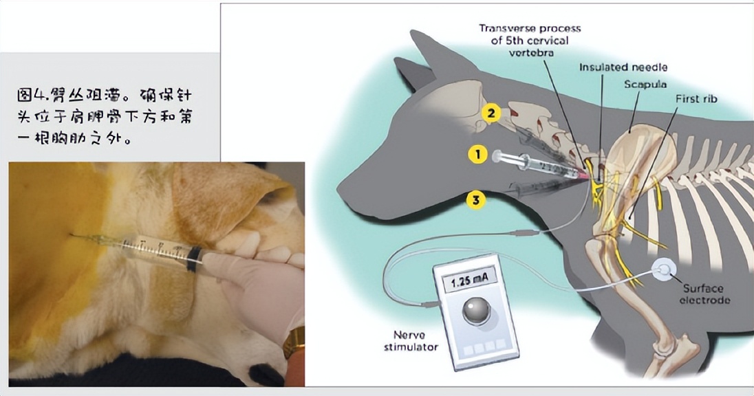 小动物的手术麻醉,小动物注射麻醉常用药
