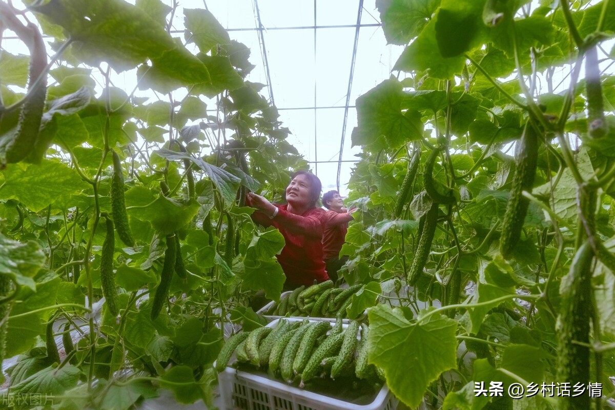 单角丝瓜不结瓜怎么补救,南瓜丝瓜西瓜黄瓜