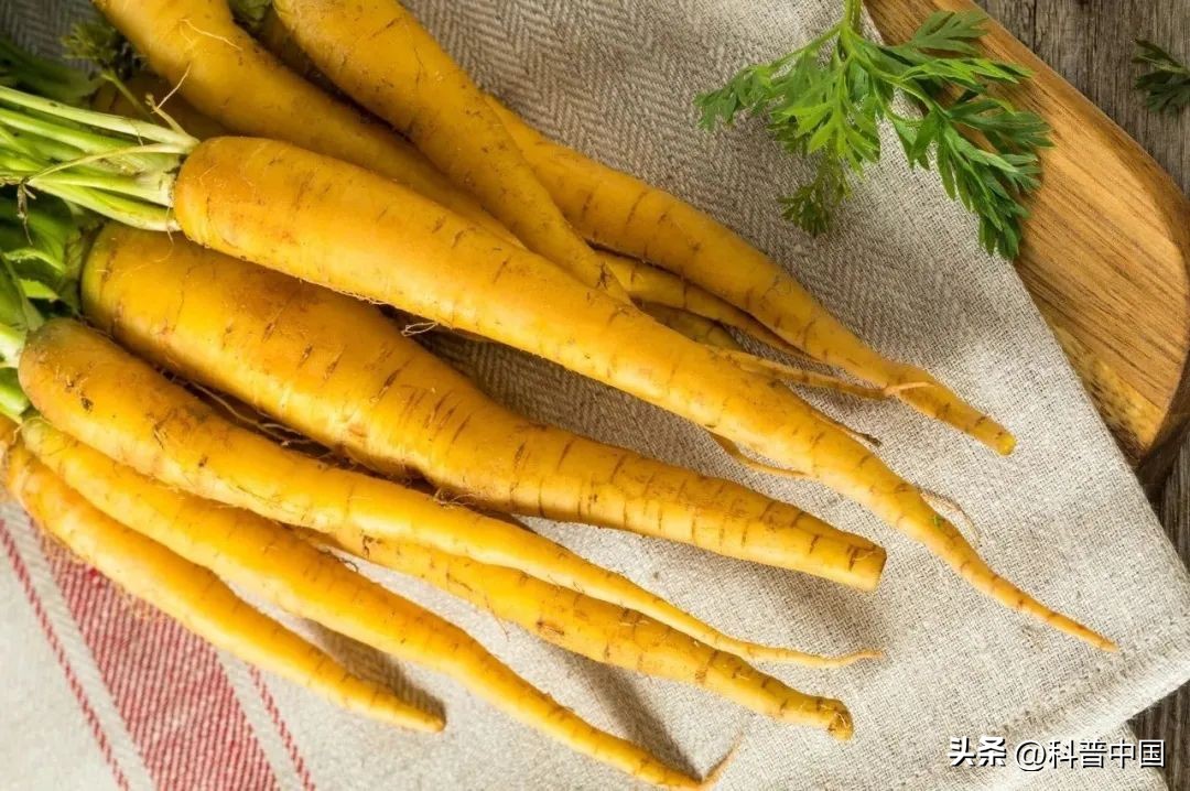 荷兰几次无缘世界杯,荷兰缺席几届世界杯了