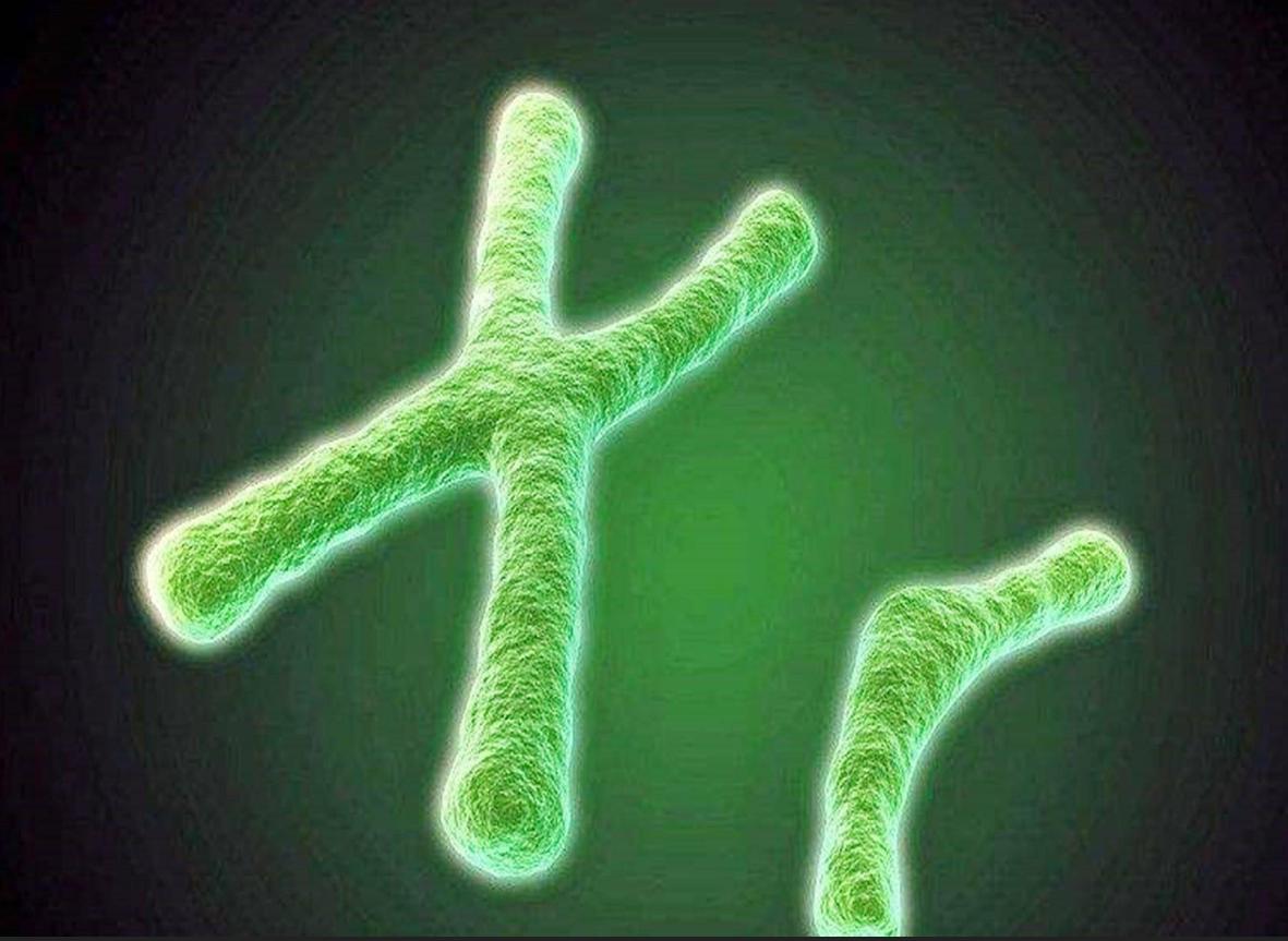 阴阳人有没有存在,阴阳人存在么