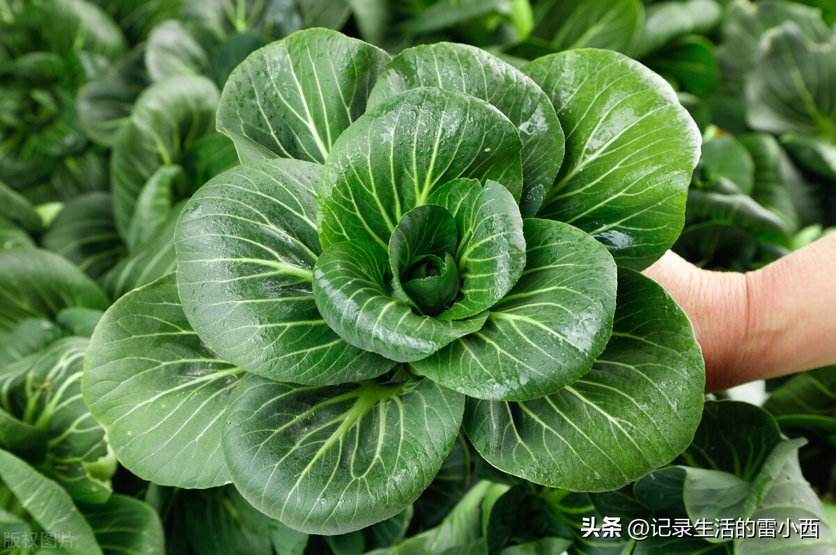 重庆网上买菜哪个平台好,重庆哪个平台24小时可以买菜