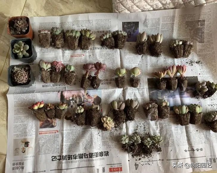 多肉什么季节买便宜,多肉什么季节买才最好