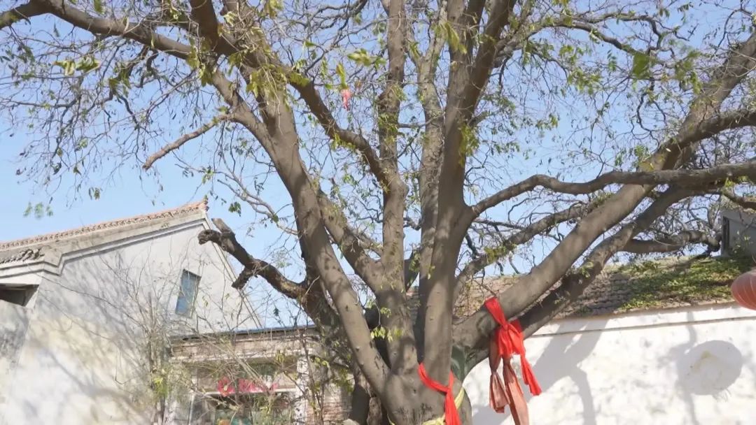 成武：700多年皂角树守护一脉乡土情