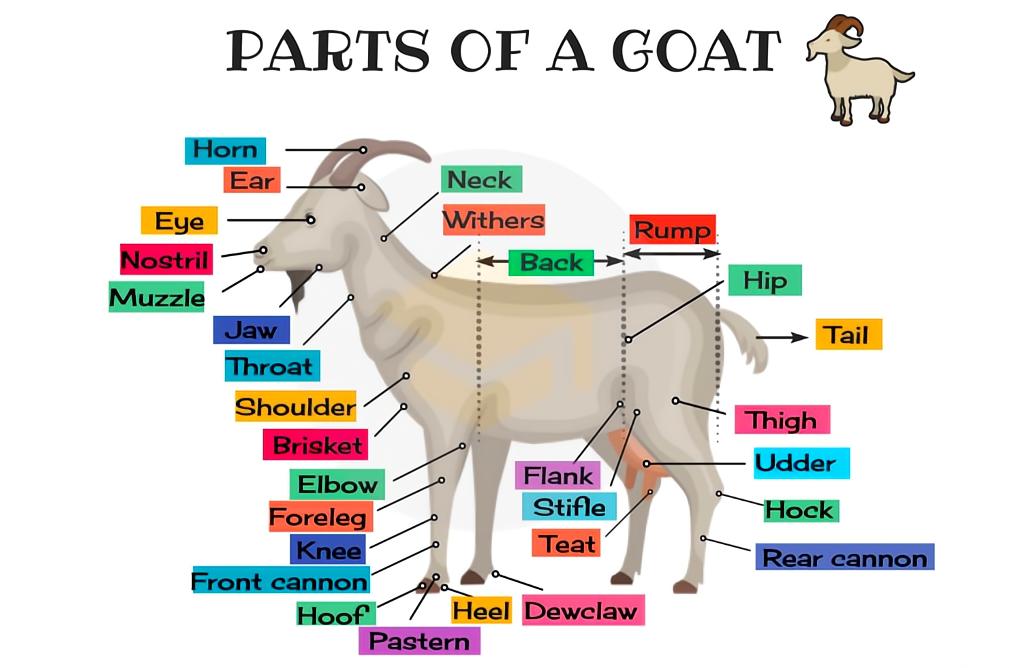日本农场黑羊学人类行走真相,一个黑羊把母鸡引到房子里吃掉