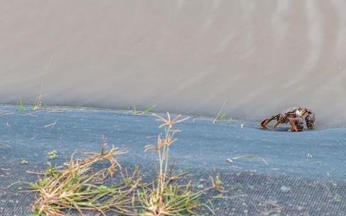 大闸蟹有什么商机,养殖大闸蟹一年可以赚多少钱