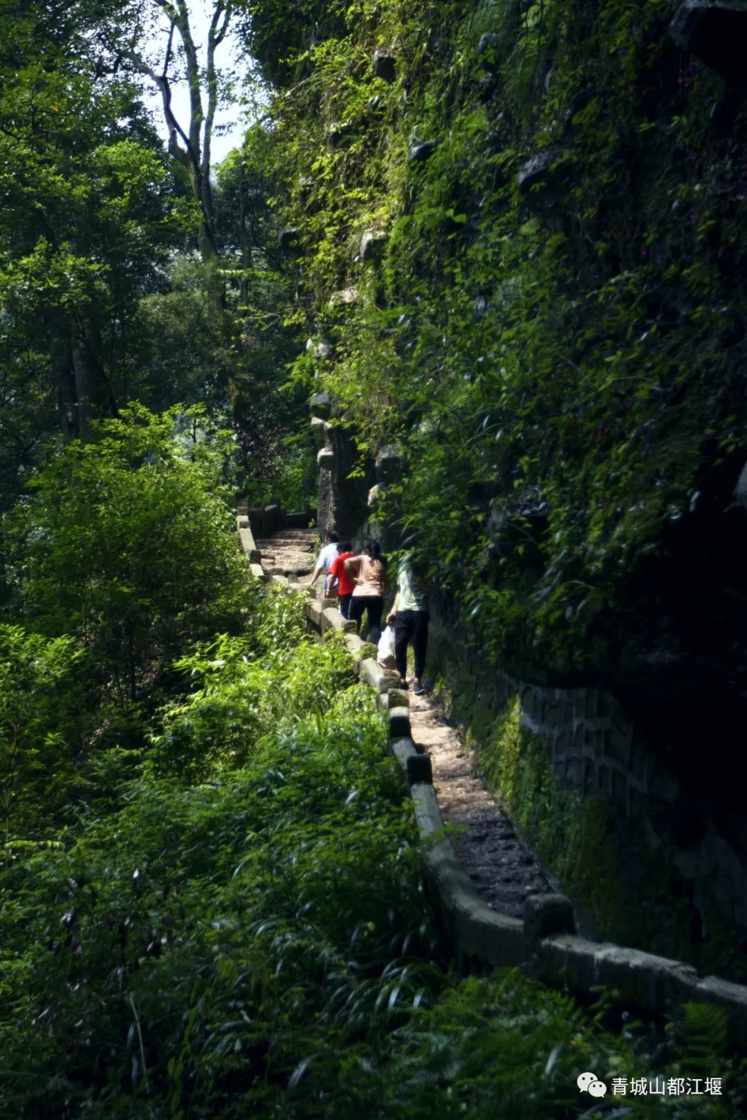 青城山森林秘境,青城山风光好去处
