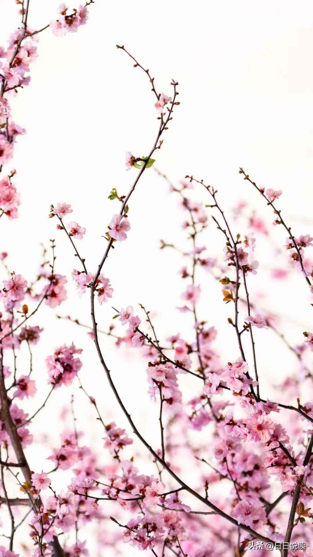 湖北荆州：石首“繁花”上大分↑即将刷爆朋友圈！