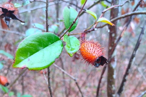 盘点农村常见的几种野果子,常见的21种野果子