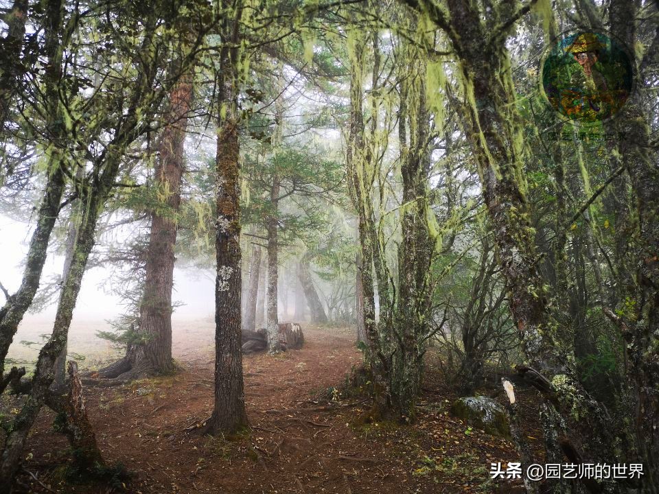 疏林草地的作用,疏林草地效果图