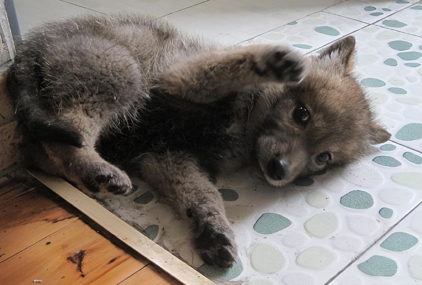 狼十年后报恩,狼是如何报恩的