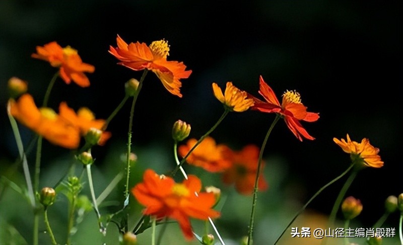 从湖南邵阳诗歌创作看地域性写作自觉（山径•张先军）