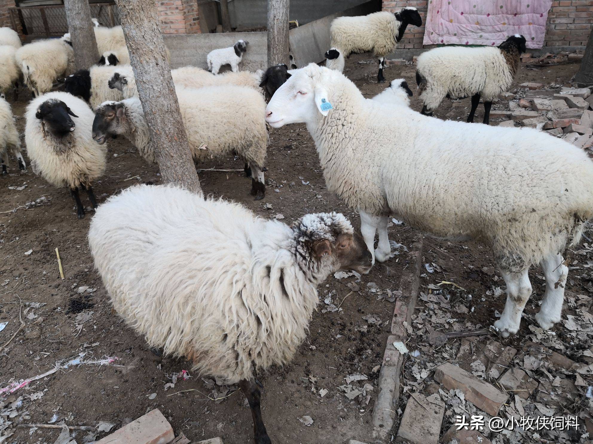 羊嘴里含木棒治羊胀气,羊胀气羊站不起来腿发软怎么治