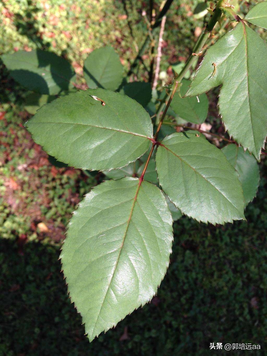 一小伙卖树叶一天挣12000,贵州女子巧用树叶赚大钱