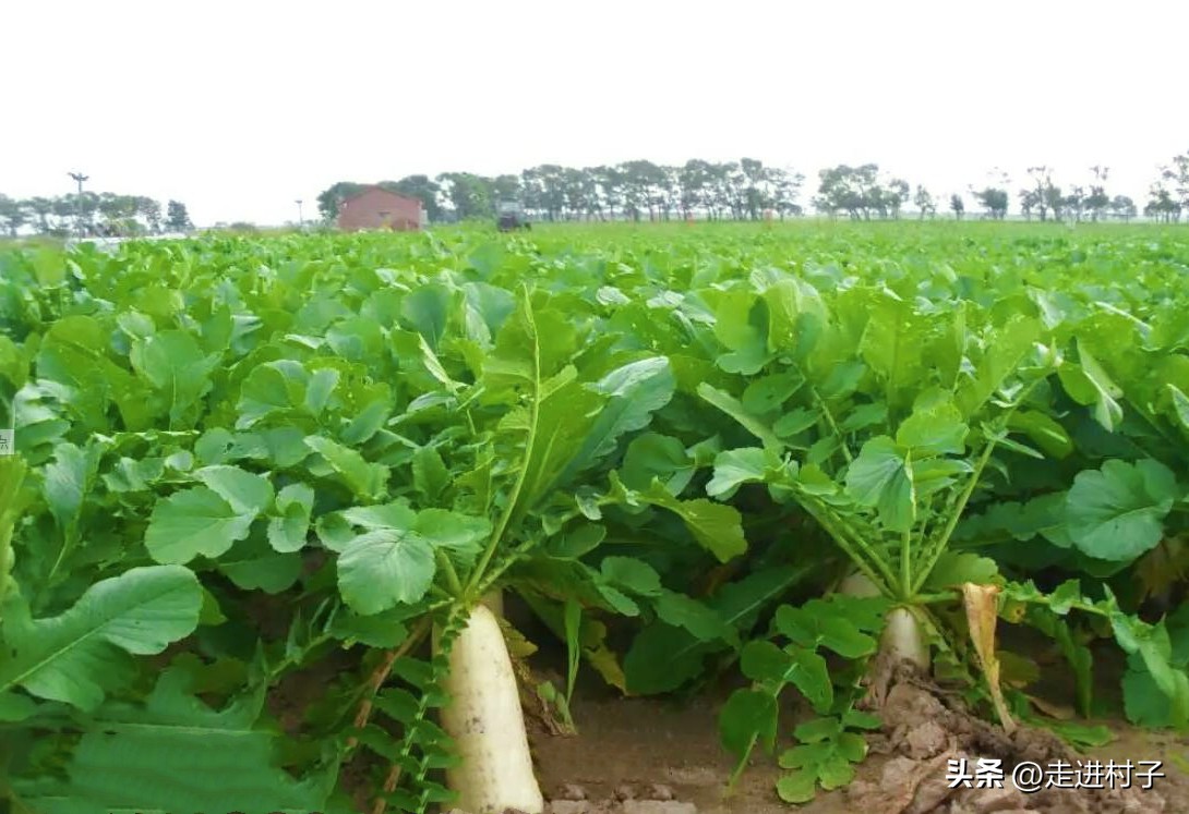 种的白萝卜出苗后有小虫眼怎么办,萝卜有虫子怎么防治