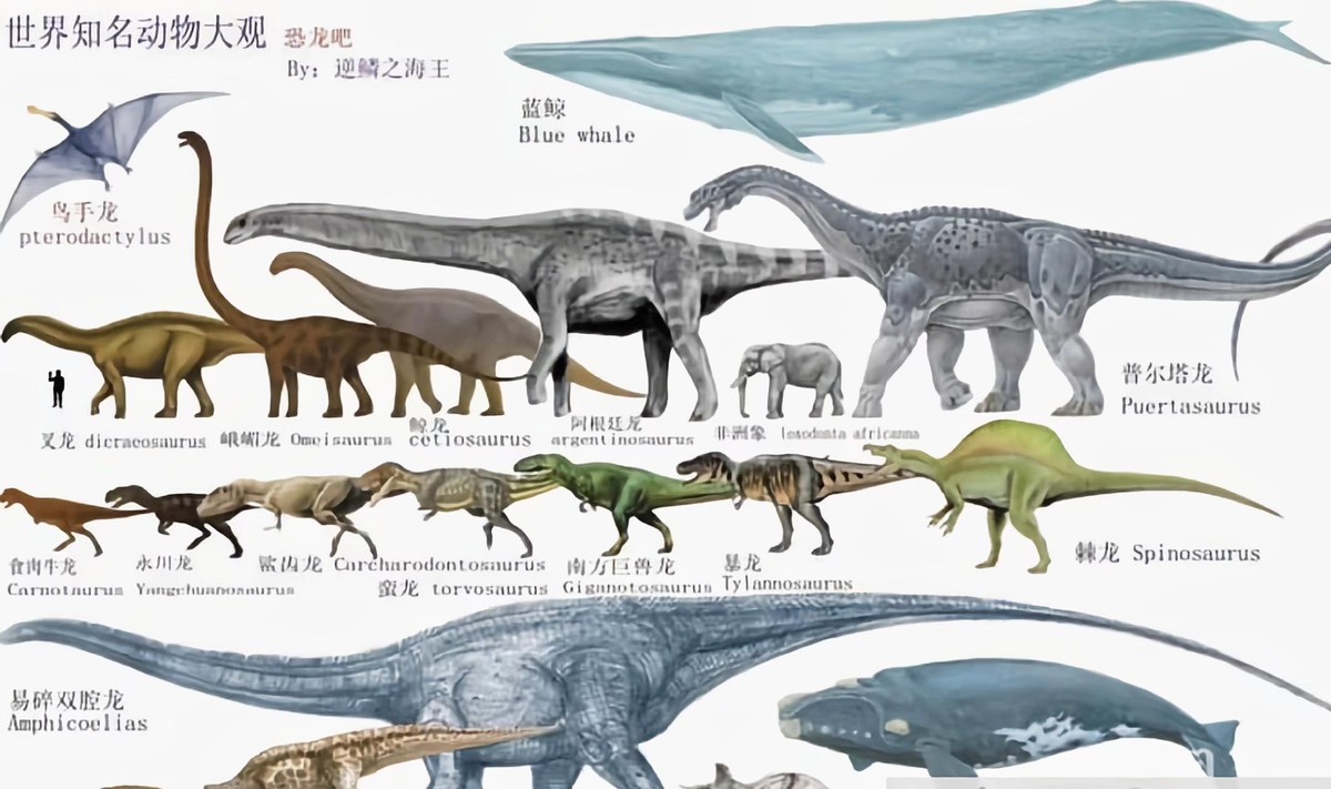 唯一一个在餐厅发现的恐龙足迹,四川餐厅发现恐龙足迹