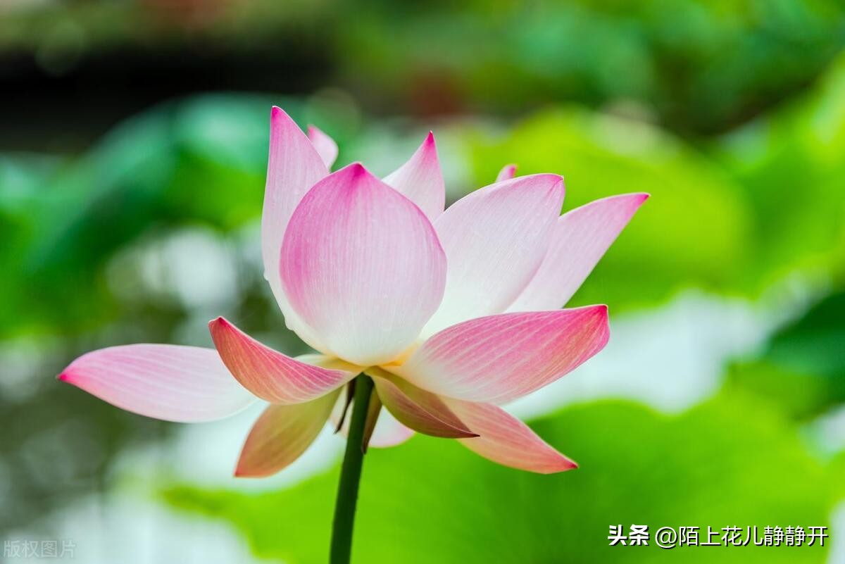 你喜欢夏天的哪些花,夏天盛开的花是什么花