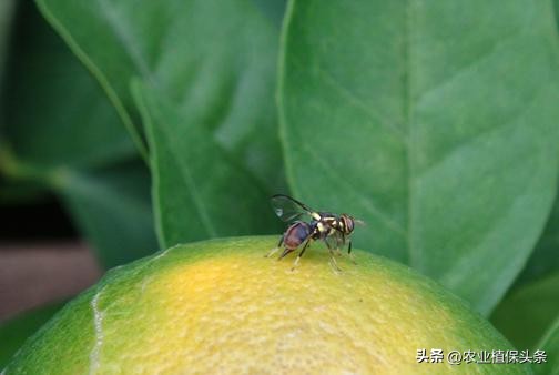 昆虫的习性与行为与害虫防治,害虫防治与昆虫分类