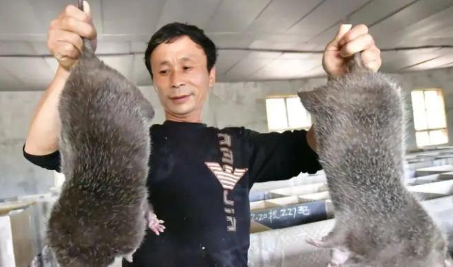 上海多地出现的巨大老鼠,上海发现巨型老鼠重达17公斤