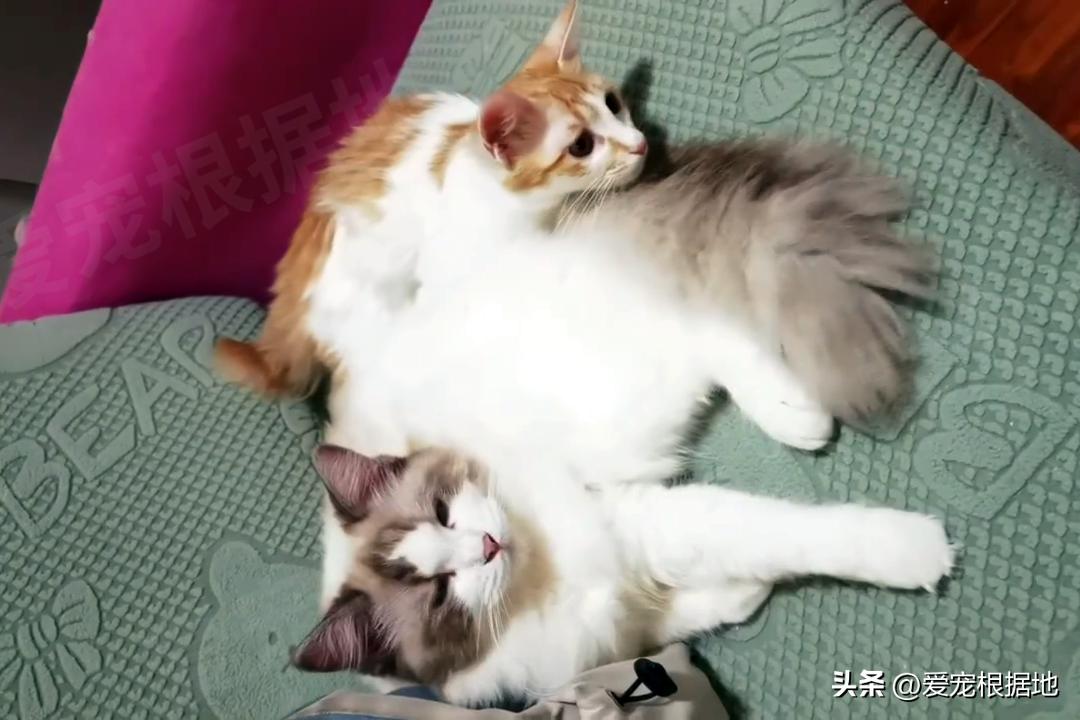 被主人拴着的猫,被邻居拴在楼道的小猫咪