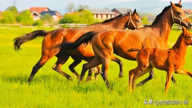 蒙古女儿出嫁陪嫁五十匹马,蒙古族陪嫁礼单