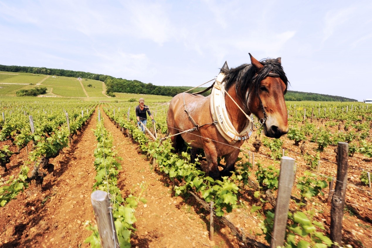 意大利葡萄酒对比法国,法国葡萄酒对比意大利葡萄酒