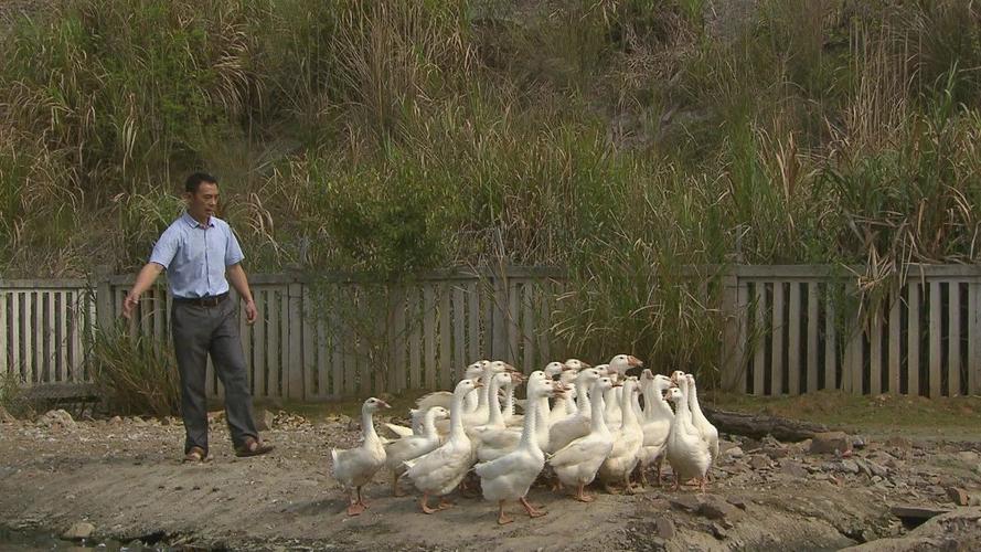 小伙养鹅养鸡上千只大鹅全卖了,养鹅被大雁带走2000只