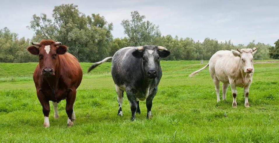 对牛毛色遗传影响：夏洛莱×荷斯坦种群中，真黑素与黑素的稀释