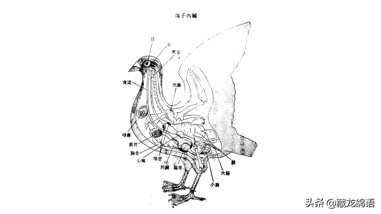 鸽子消化系统不行怎么弄,鸽子消化能力很强的原因