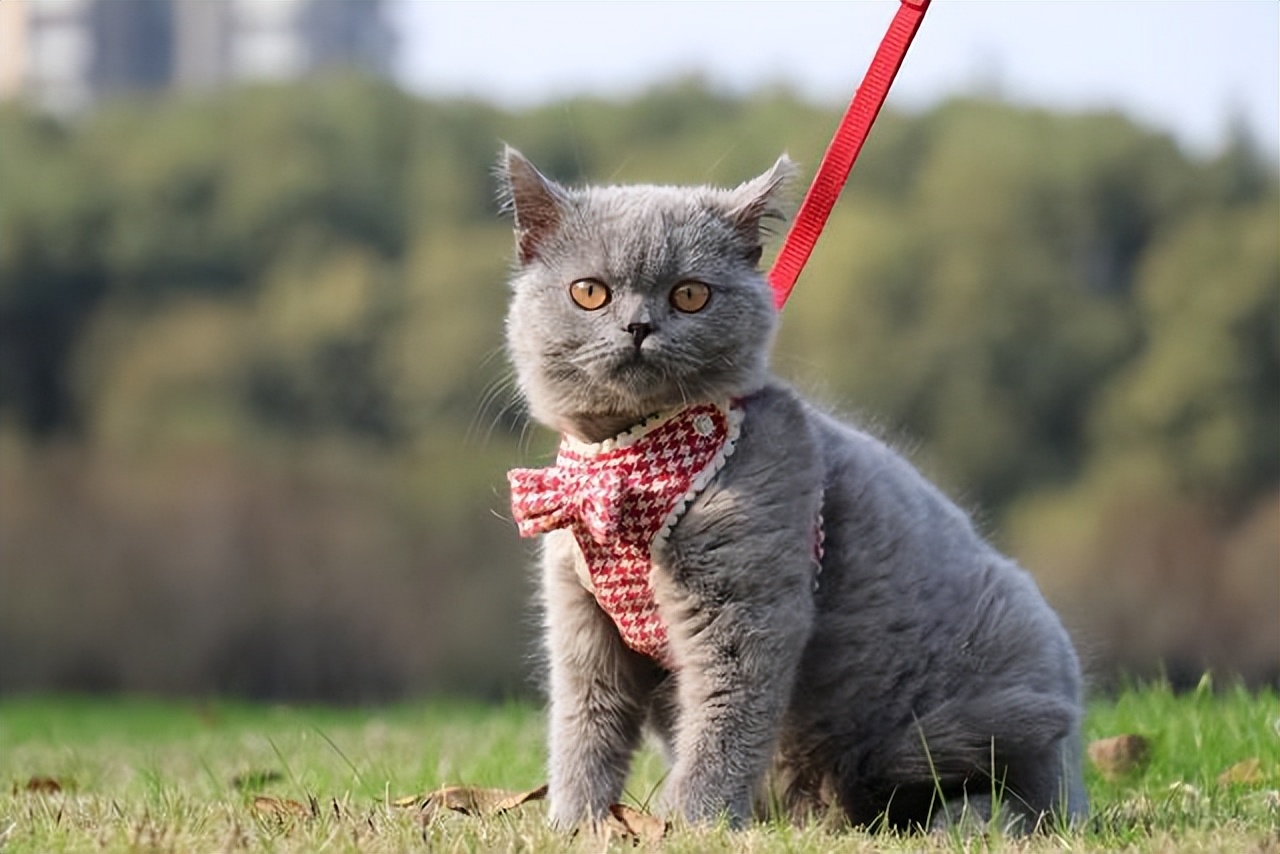 有六大特征的猫有福,什么猫好养比较聪明旺财