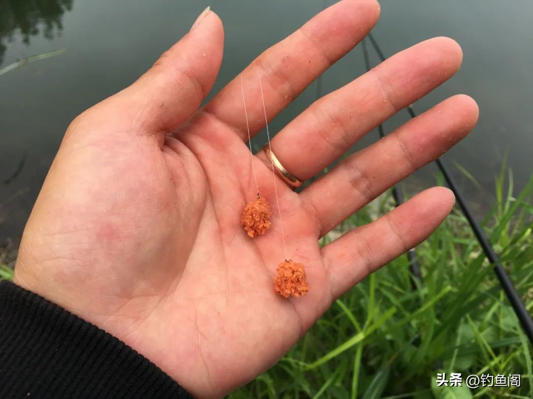 鲫鱼不吃饵料只吃蚯蚓,野生鲫鱼不吃饵