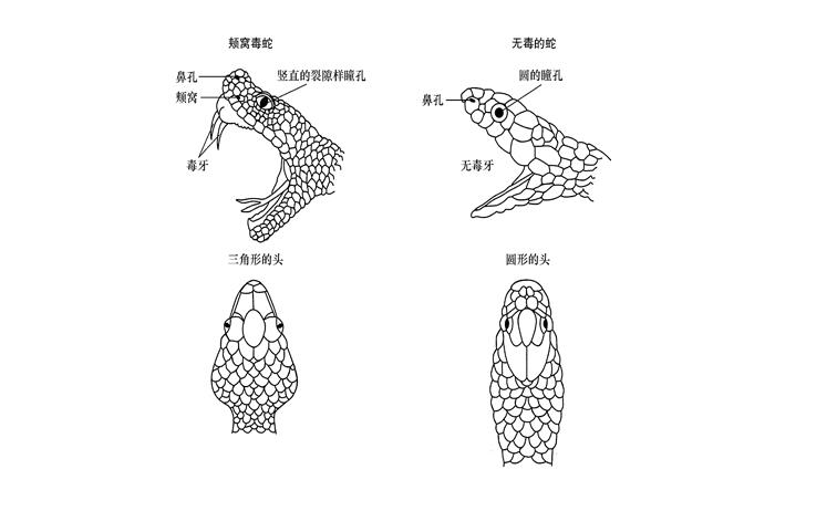 巨蟒报恩的真实事件,海南巨蟒为报主人救命之恩