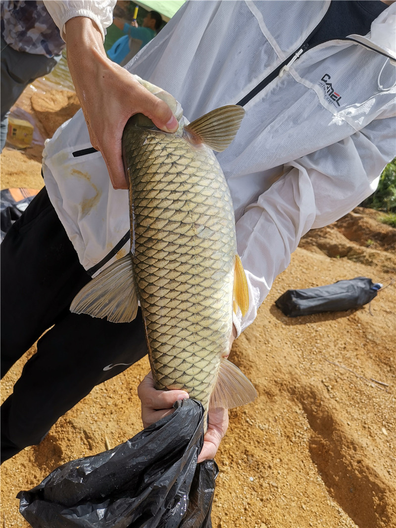 窝里有鱼就是不吃钩,鱼在窝里吐泡不吃钩是什么原因